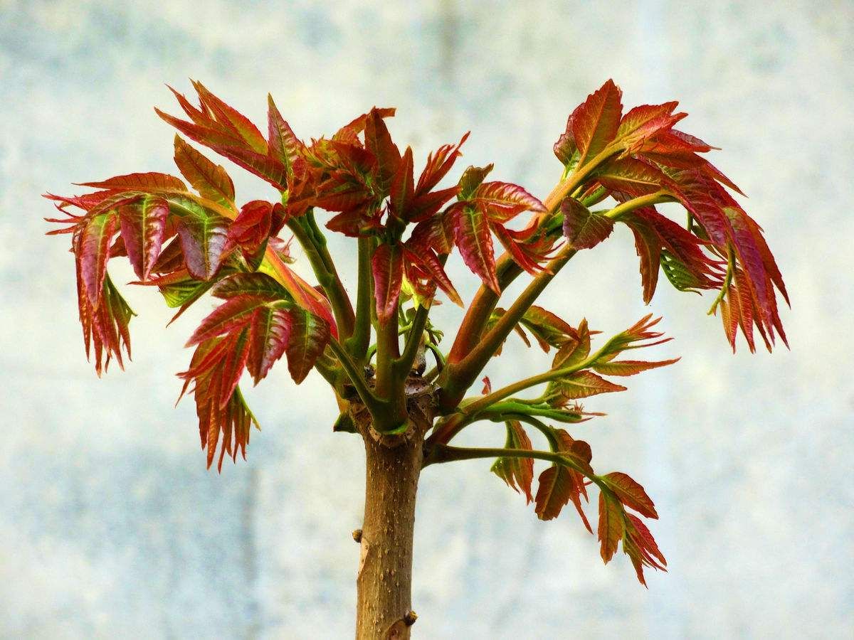  天然有机香椿芽，