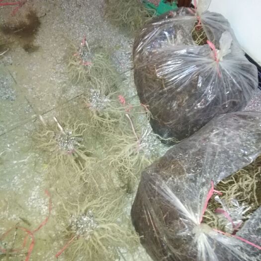 周至县 瑞玉弥猴桃苗