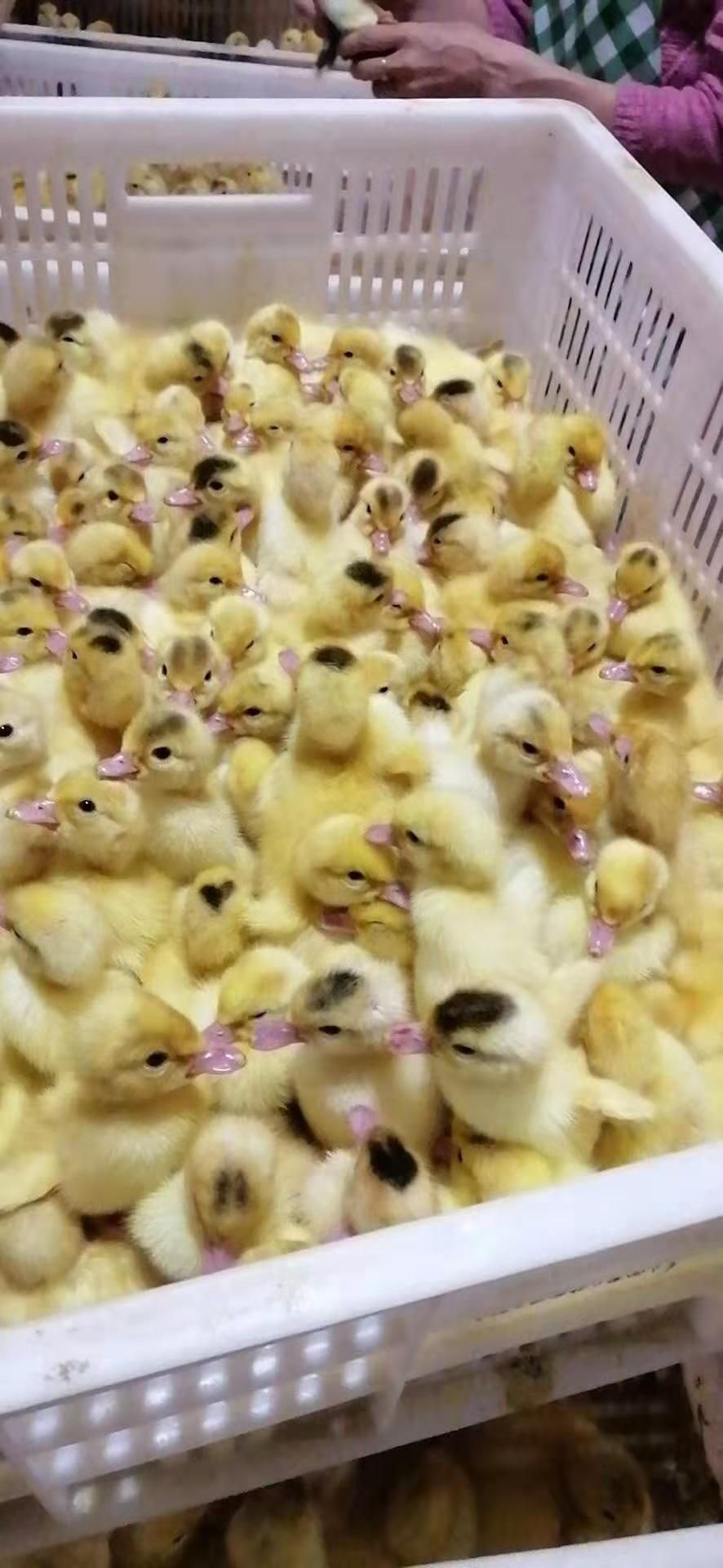 一点头鸭苗 小点头  孵化场刚成立 走货量  苗好不好到了自己看