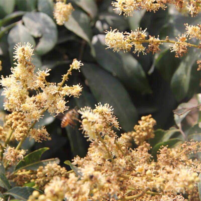  夏季新款荔枝蜜/液态蜜高州特产