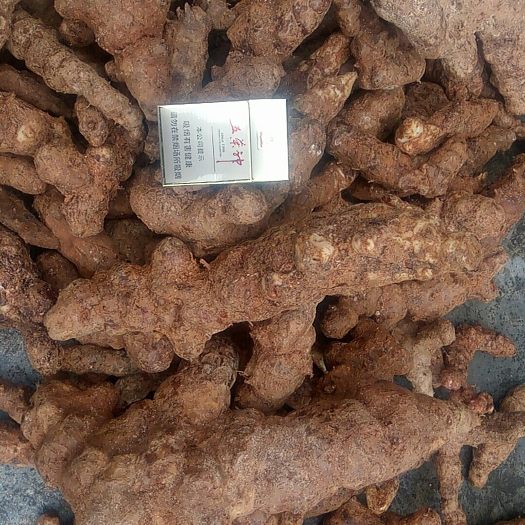 新丰县土茯苓