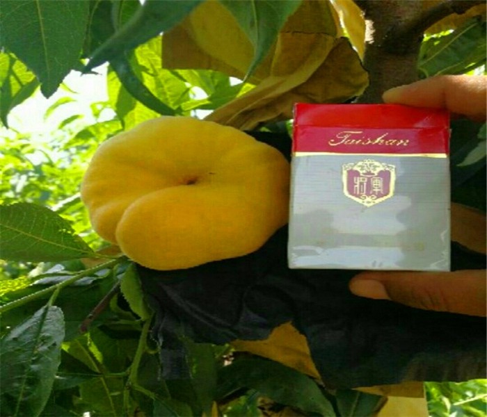  桃树苗盆栽地栽南北方种植嫁接苗水蜜桃苗当年结果特大早熟果树苗