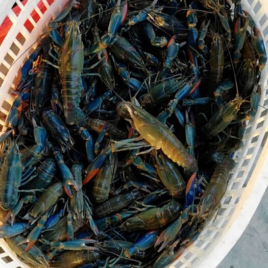 澄迈县澳洲淡水小龙虾