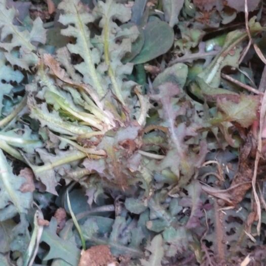 济南 苦菜，现挖现卖