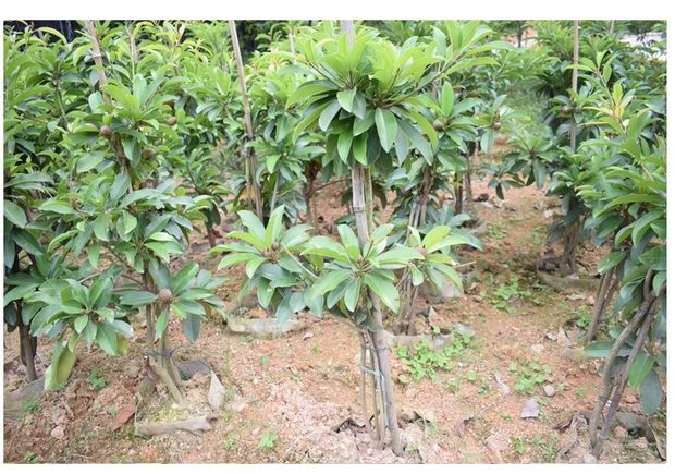 人心果树苗 人心果苗四季南方种植越南果树苗当年结果盆栽地栽人参果带果发货