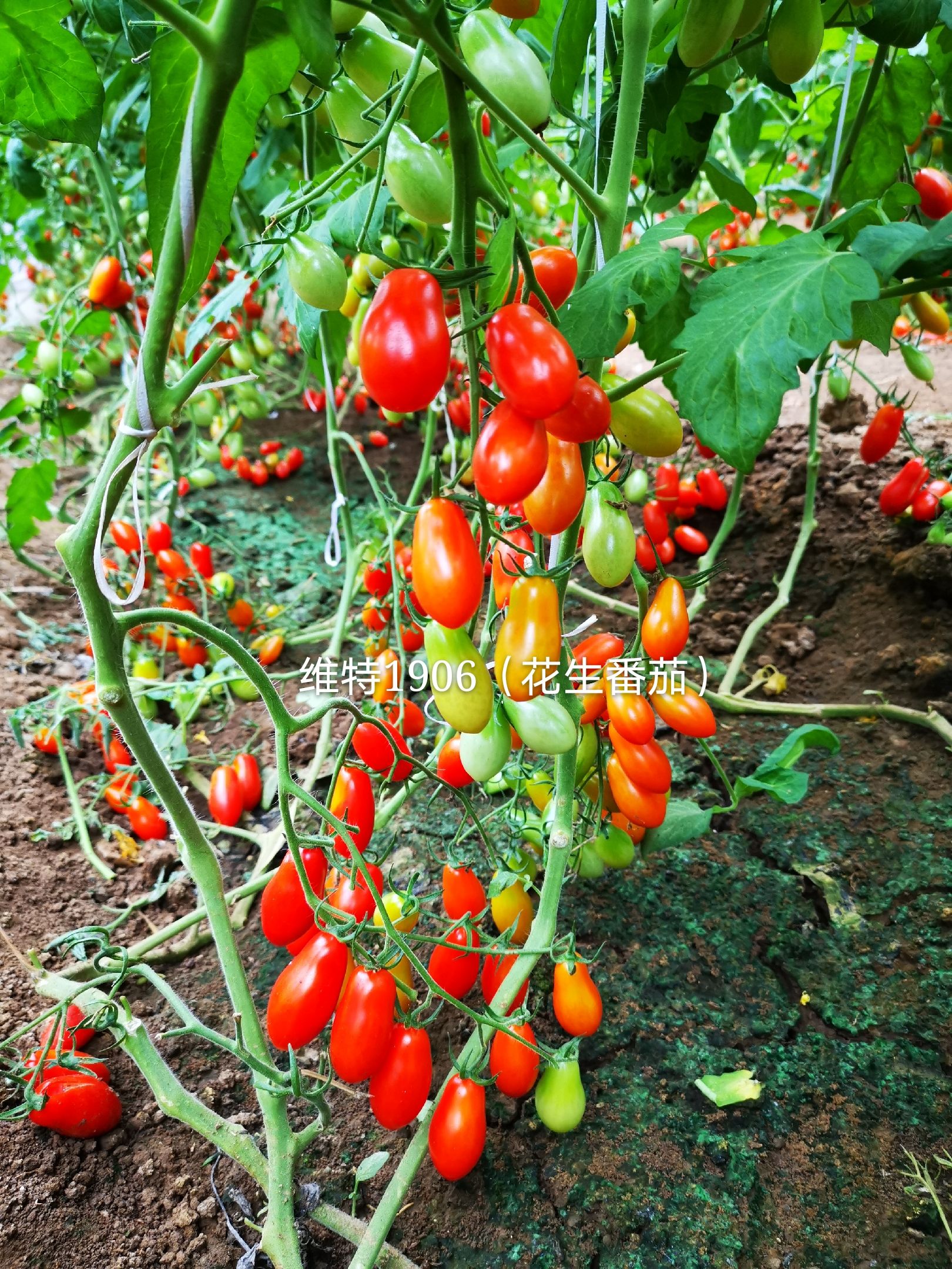 千禧圣女果  口感型，红色花生柿子籽花生番茄种子特色