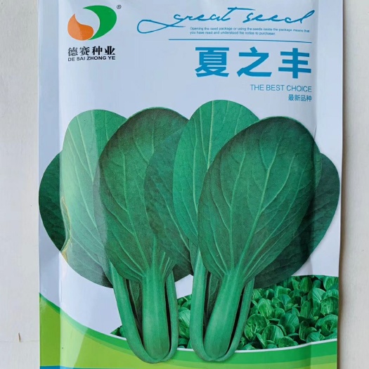 沭阳县夏之丰靑梗菜种子耐热叶色油绿叶柄翠绿耐热性强抗病力强靑梗菜种