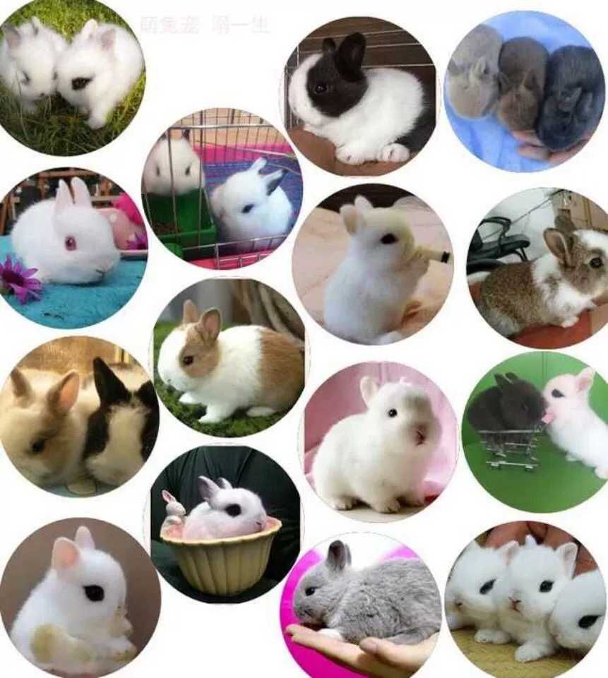  兔子活物宠物海棠凤眼侏儒兔小型迷你茶杯兔垂耳兔随机发货价格