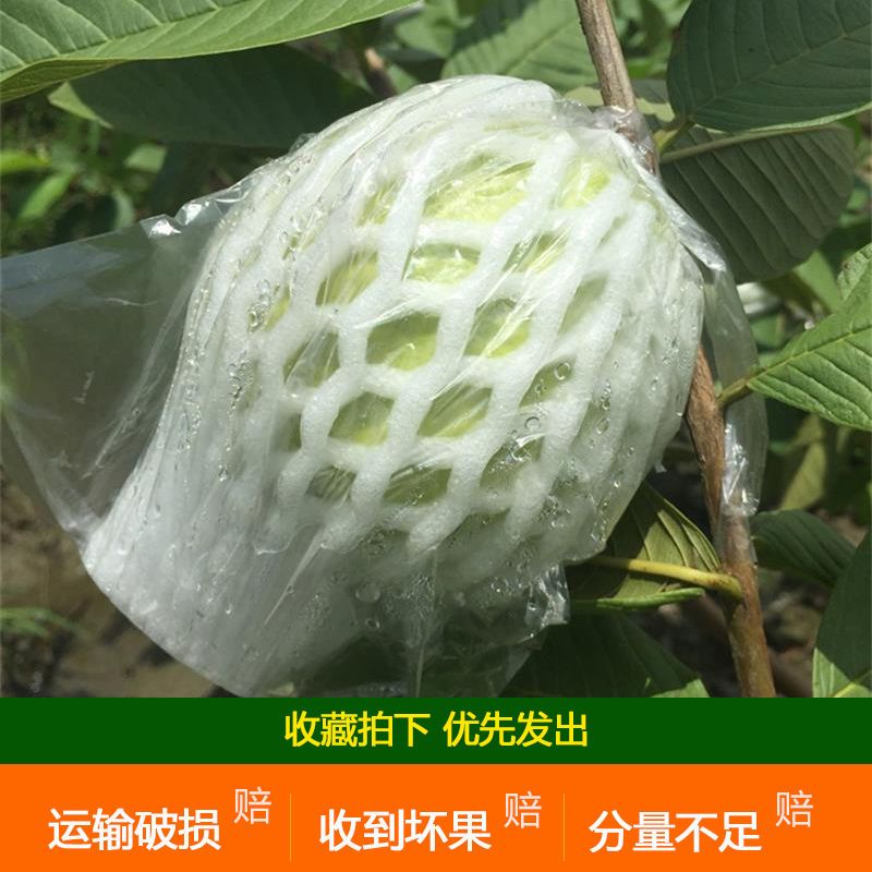  【低糖分不增肥】广西红心芭乐番石榴白心新鲜水果 单果