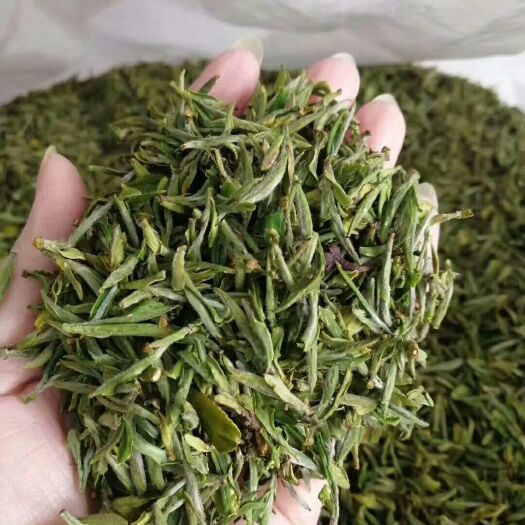 青岛崂山绿茶 崂山春茶上市了，品质优，欢迎选购