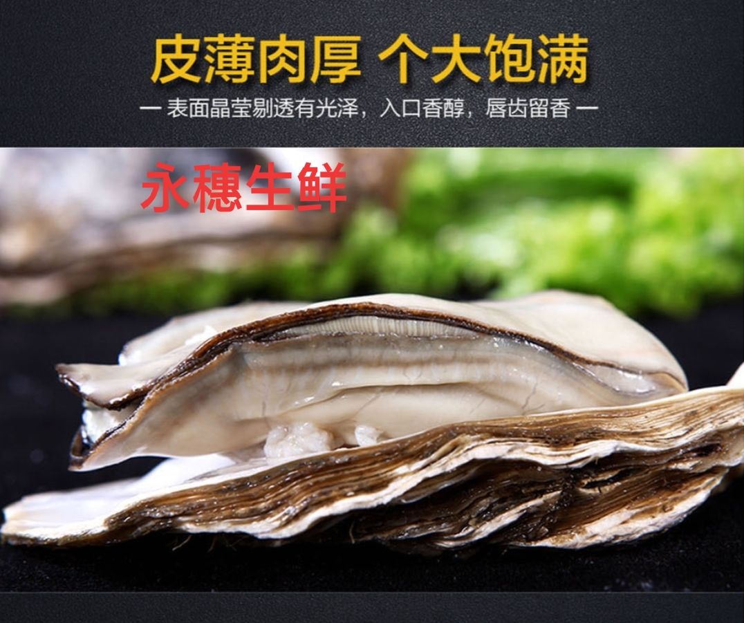 珠海生蚝  乳山生蚝 网红生蚝 鲜活肥美 大中小