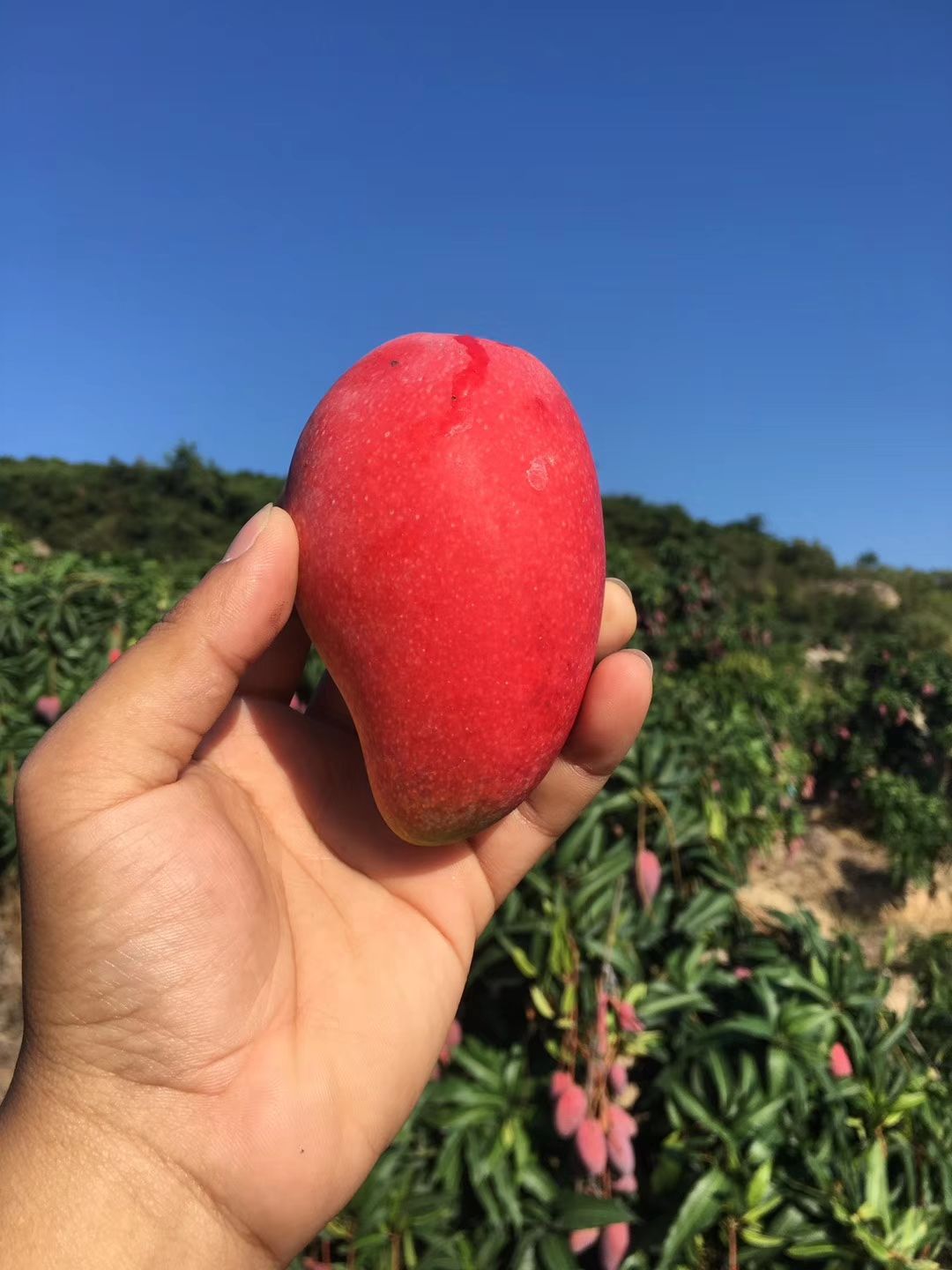  海南三亚树上熟贵妃芒