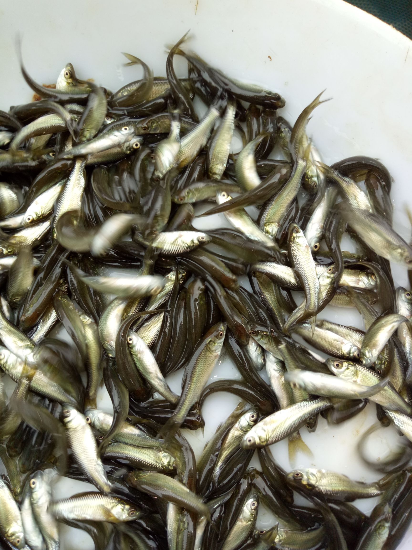 青鱼鱼苗、螺丝青鱼苗、黑鲩鱼苗