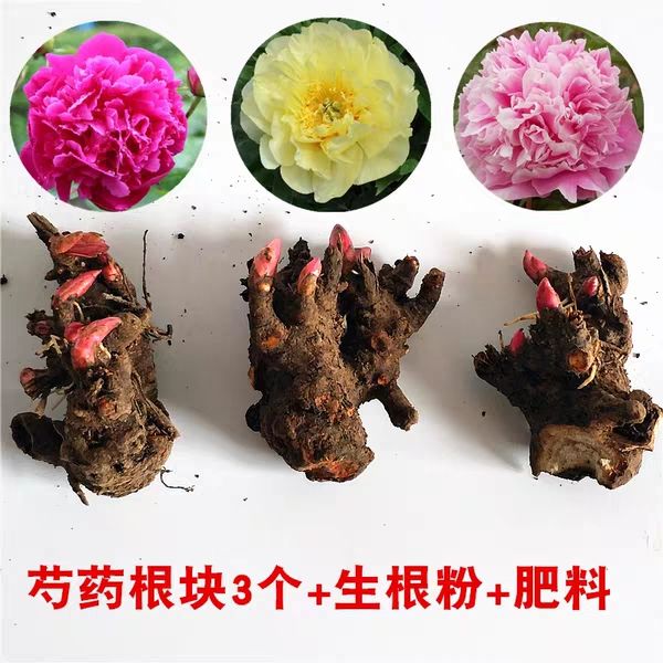 赤芍花 勺药花盆栽地地栽南北适种耐寒