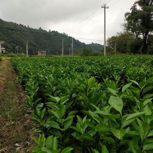 吉安 纽荷尔脐橙苗