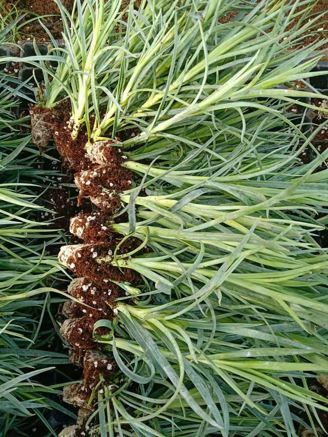 康乃馨种苗康乃馨花苗鲜切花基地直销现取现发