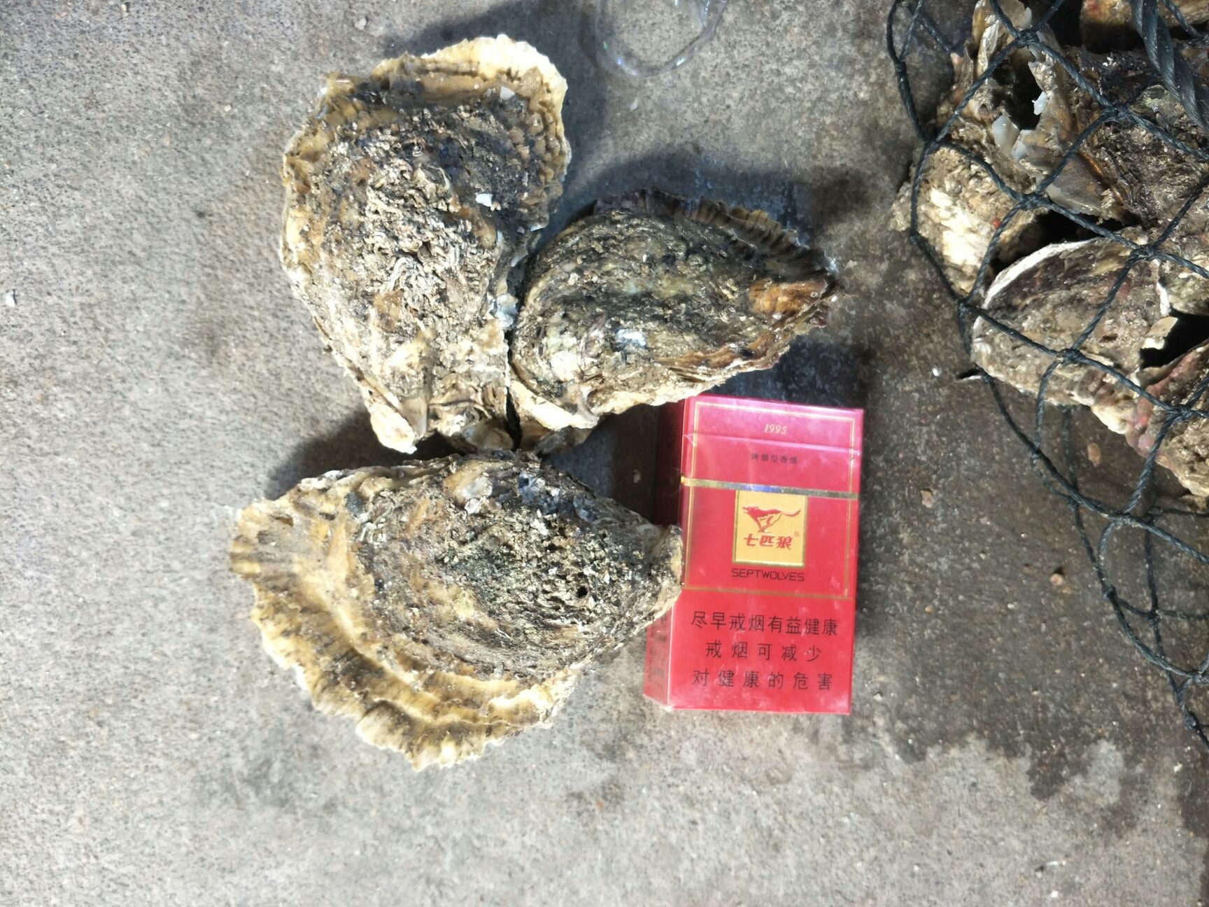 诏安湾生蚝 开始土蚝生活咯   大包装