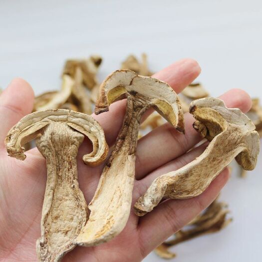 丘北县 美味牛肝菌