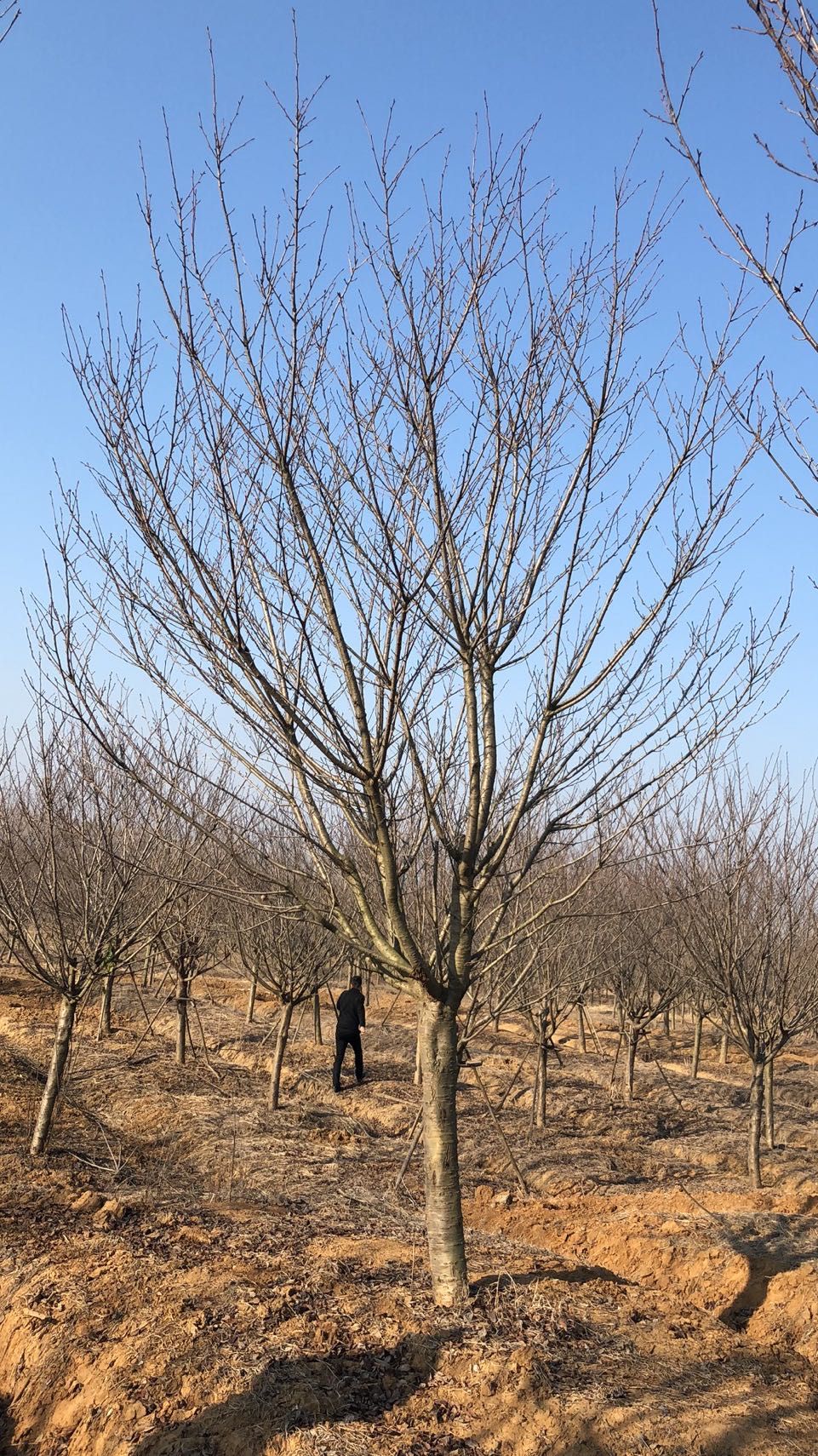 安徽樱花苗