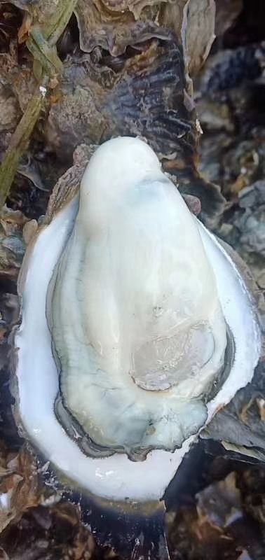 产地直供 蚝情万种 湛江生蚝 质量有优良