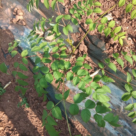 双柏县刺老芽
