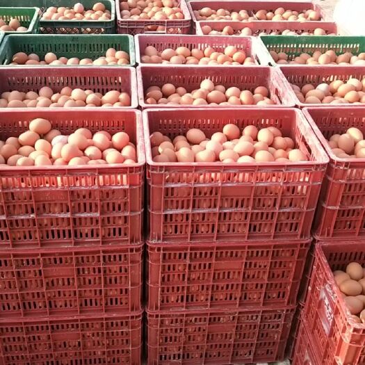 邳州市 常年供应洋鸡蛋，可谈价