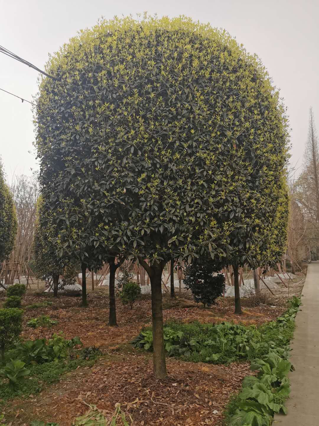 金桂 长年批发高杆桂花价格便宜