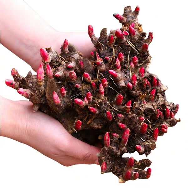 赤芍花 勺药花盆栽地地栽南北适种耐寒