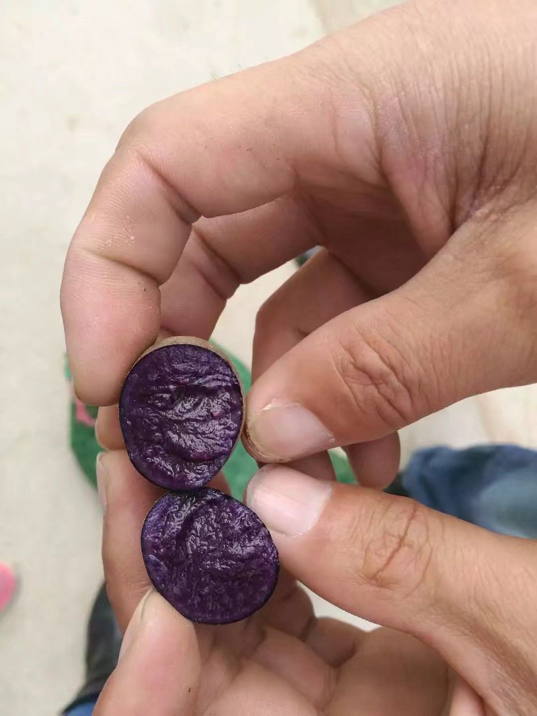 黑金刚土豆种子  黑土豆原原种，黑土豆微型薯