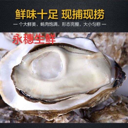 广州湛江牡蛎 乳山蚝产地直供大中小规格