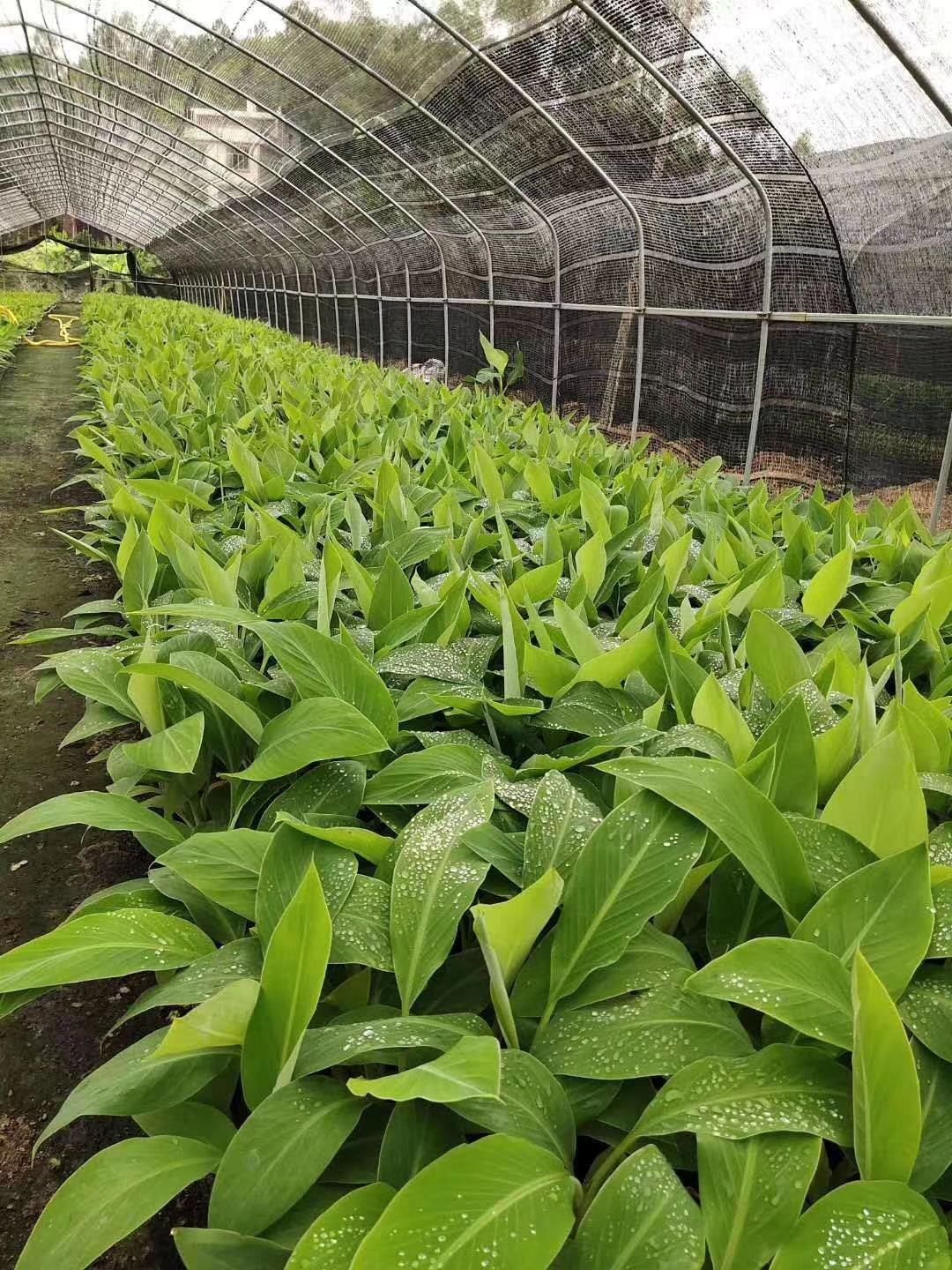  香蕉苗 威廉斯B6香蕉  产品高
