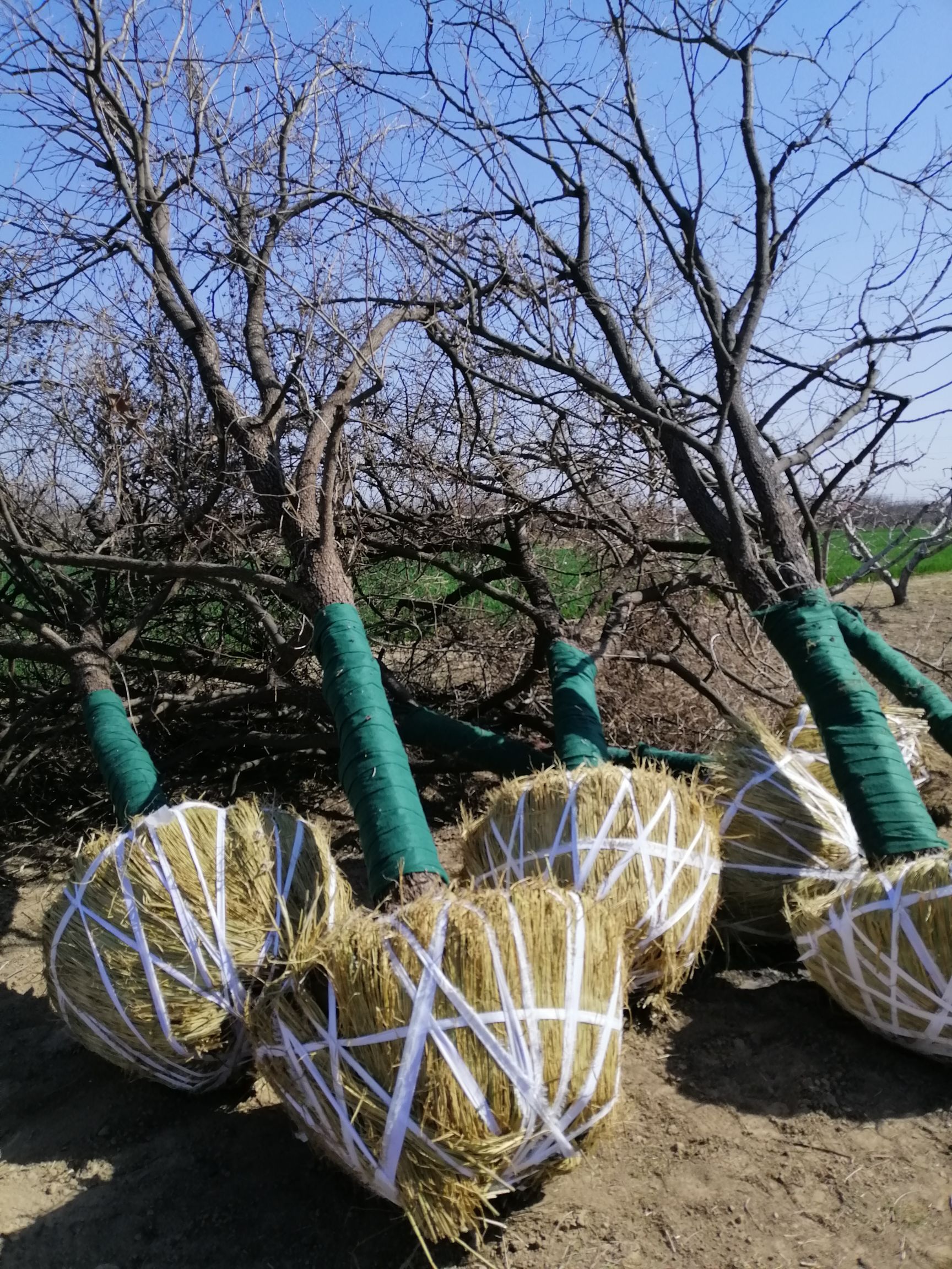  长年供应金叶复叶槭，紫荆，巨紫荆，梨树，柿子树，银杏树，法桐