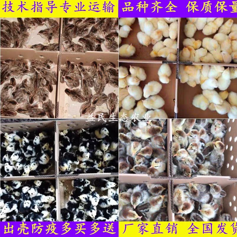  三黄鸡  土鸡  青脚土鸡  柴鸡   五黑鸡大型肉鸡苗生长