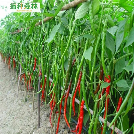黔西市辣椒 20cm以上 微辣 靑色