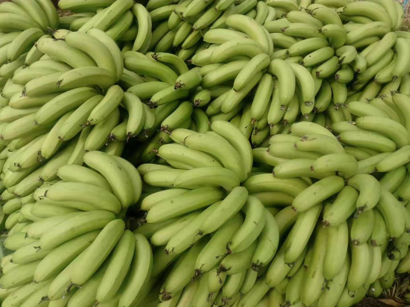  香蕉苗 威廉斯B6香蕉  产品高