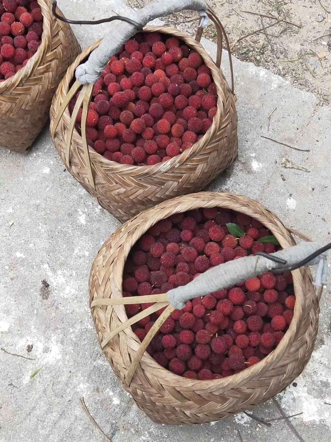 粉红种杨梅 1.5 - 2cm