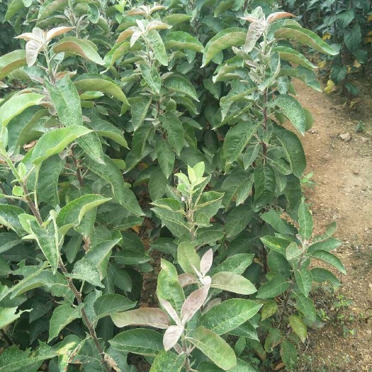 涡阳县123苹果树苗 1~1.5米