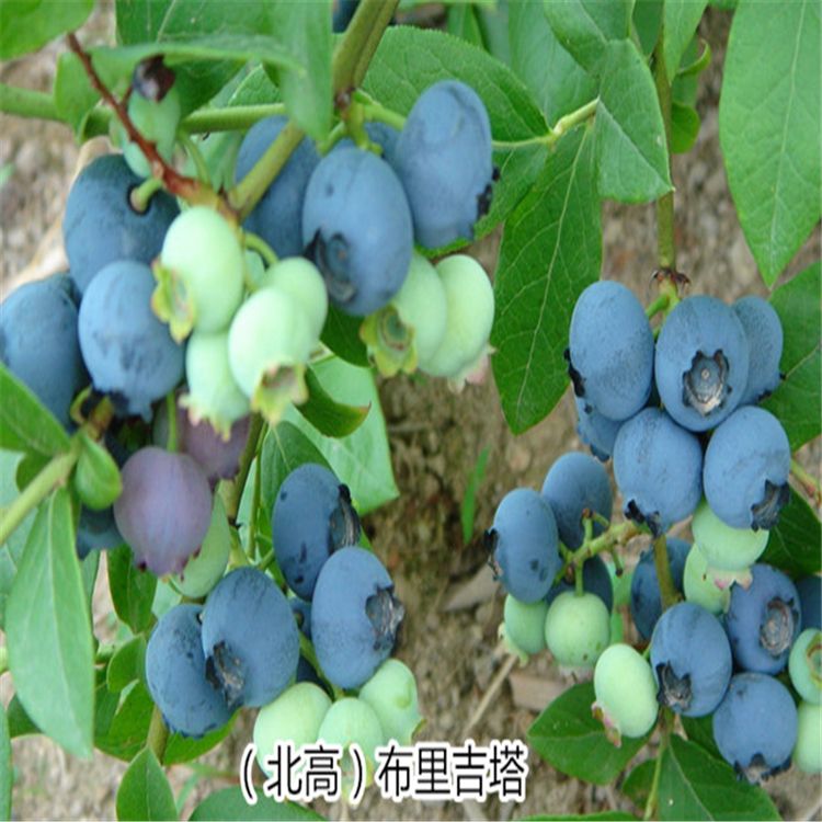 莱克西蓝莓苗 蓝莓基地直销