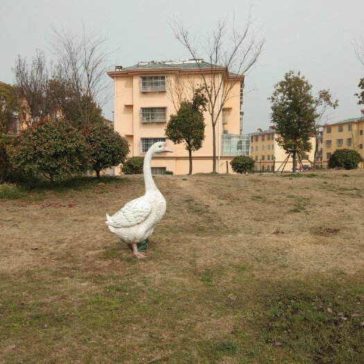 沭阳县 鹅蛋