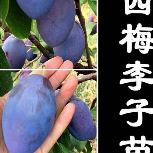 西梅苗 西梅李子苗