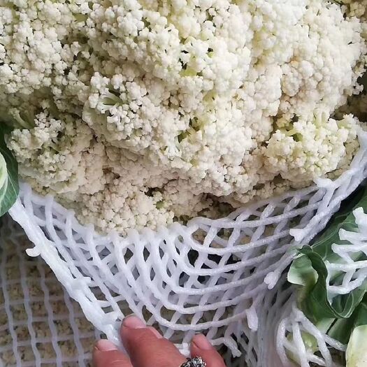 博爱县白花菜花  花椰菜有机花菜