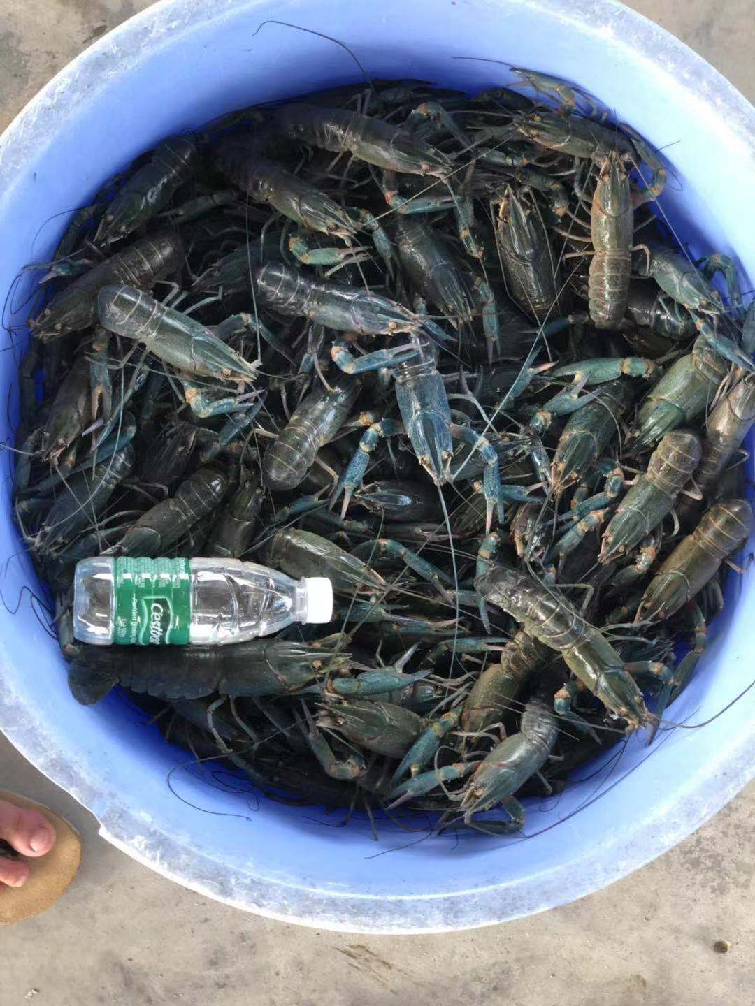 澳洲淡水小龙虾