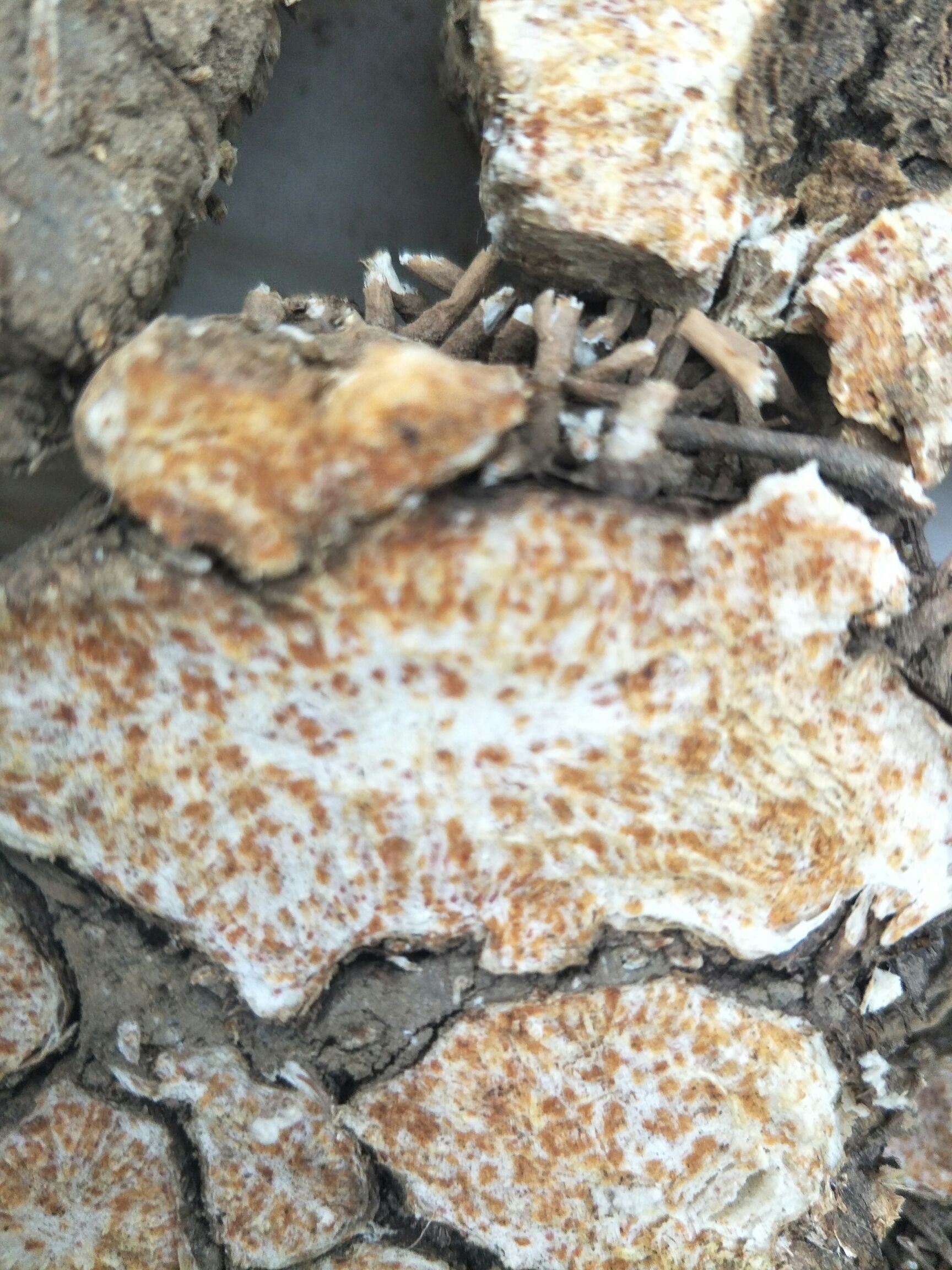 苍术种子 朱砂点北苍术种籽