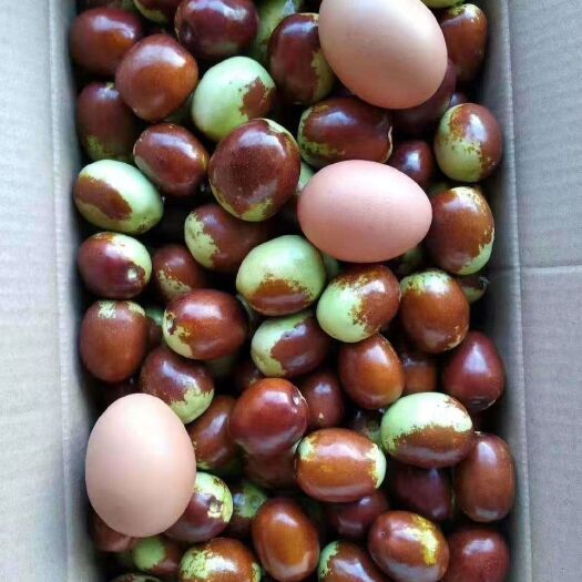 北票市金丝枣苗 金丝大枣苗