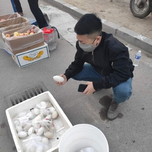 望都县 都是当天自己家现下现卖的新鲜鹅蛋