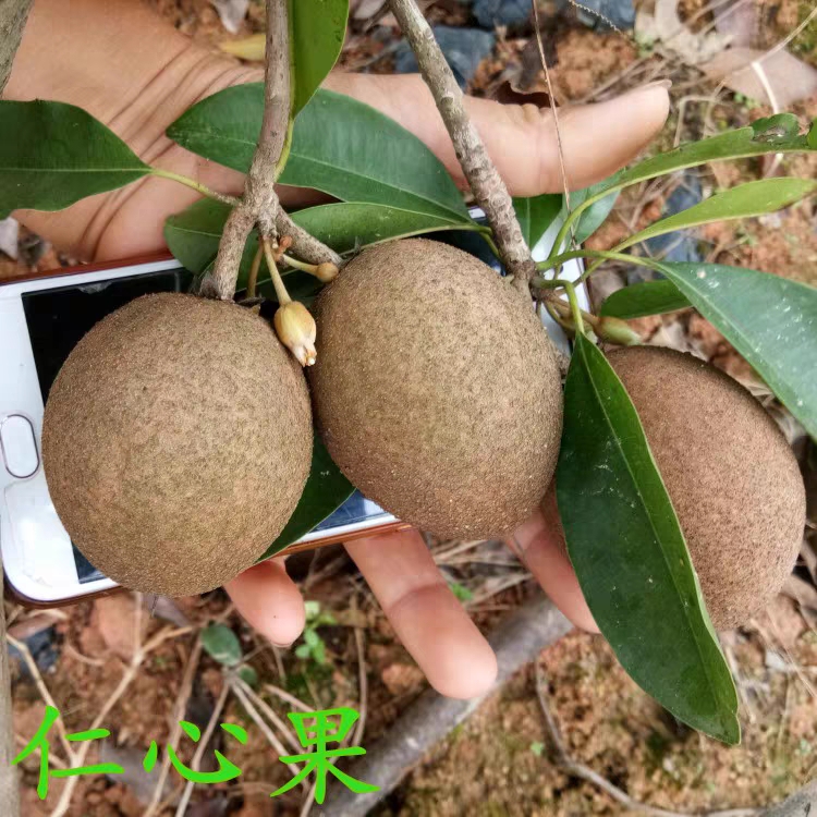 人心果树苗 人心果苗四季南方种植越南果树苗当年结果盆栽地栽人参果带果发货