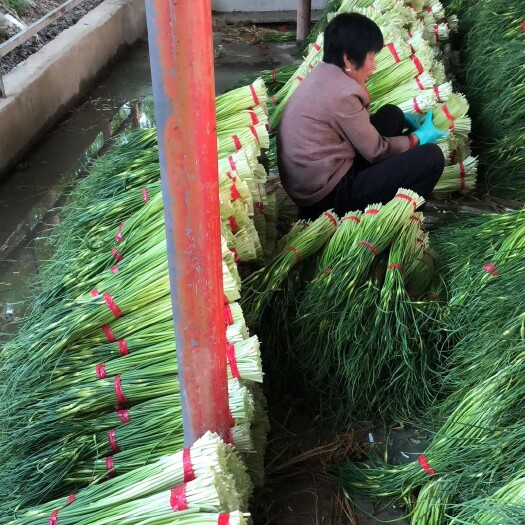 邳州市 精品白帽蒜苔  当天新鲜采摘