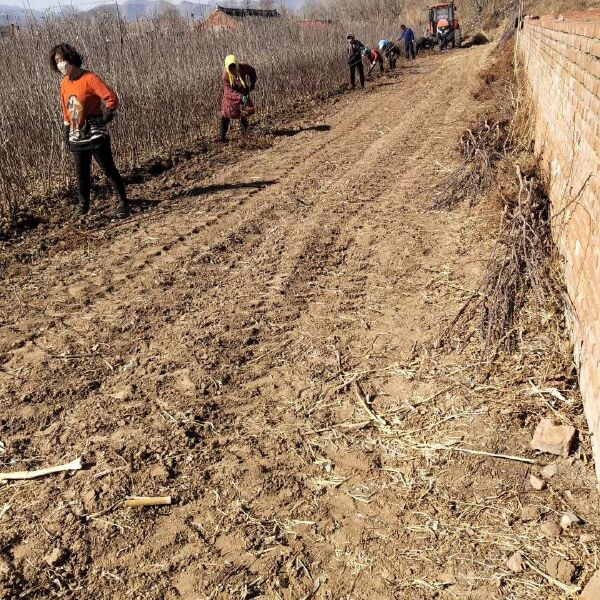 寒富苹果树苗 寒富二刀4年生