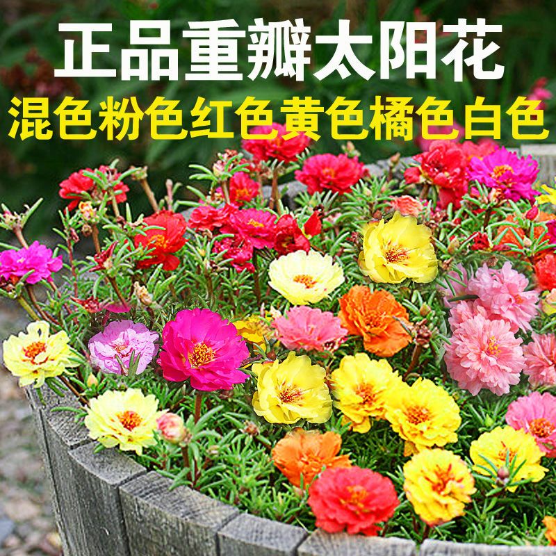 太阳花种子 太阳花种籽花种籽子混色重瓣室内七彩种子易活四季易种