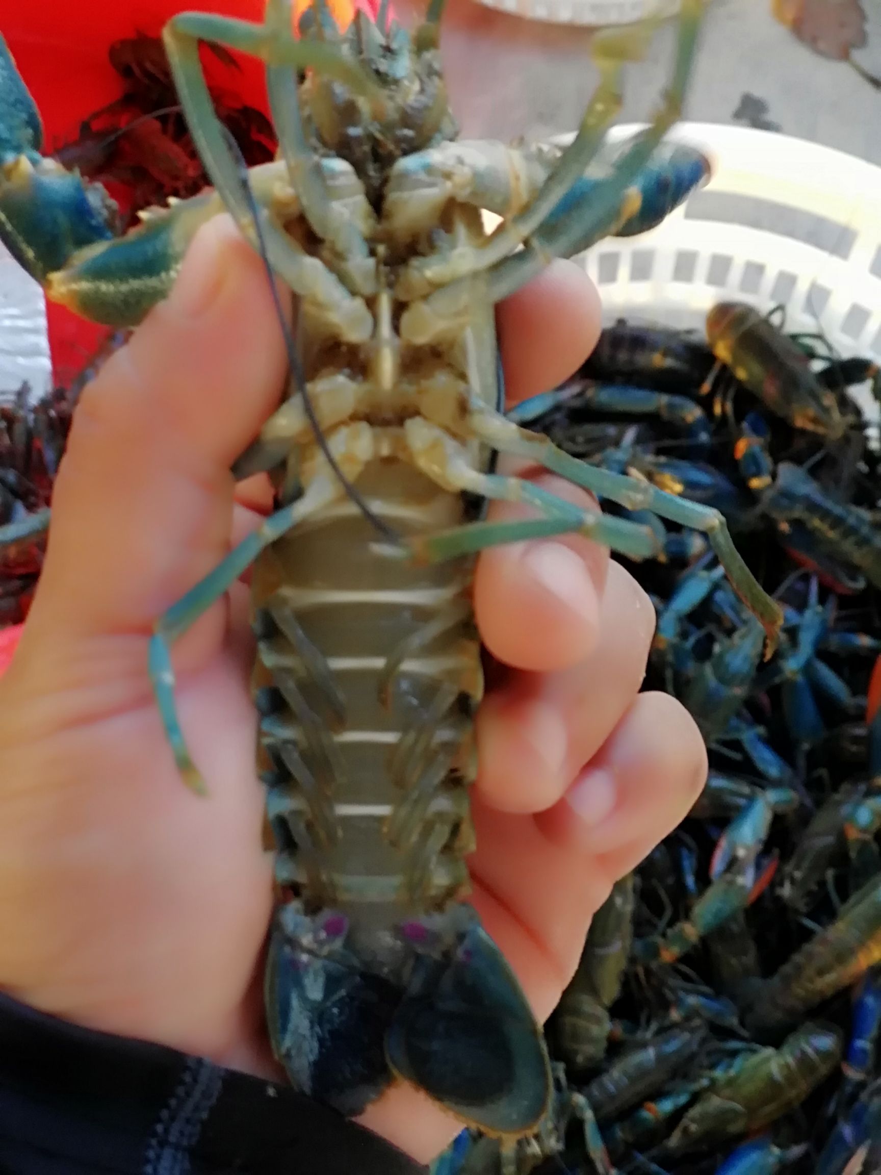 澳洲淡水小龙虾